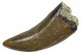 Serrated, Tyrannosaur (Nanotyrannus) Tooth - Montana #350409-1